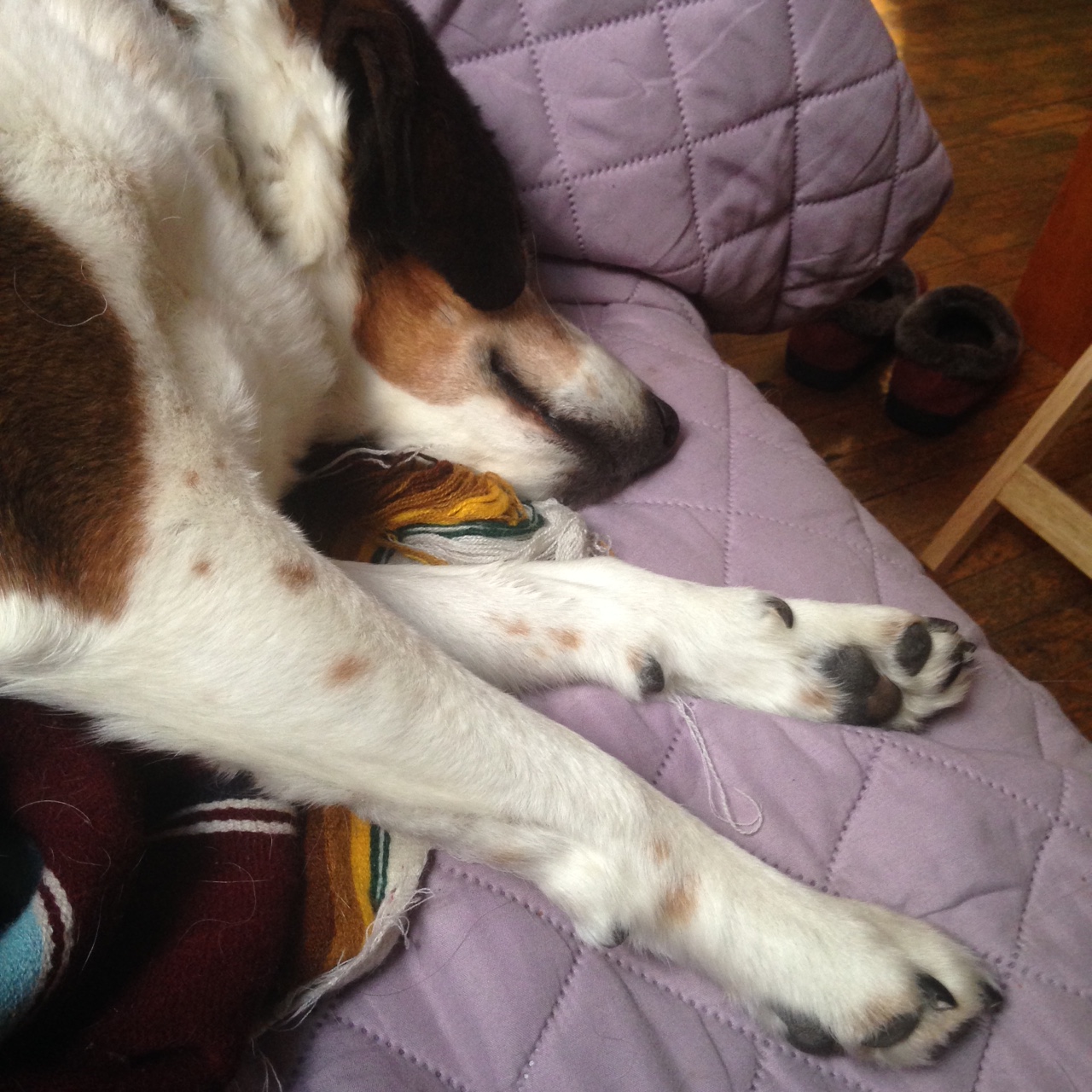 sleeping brown and white hound dog